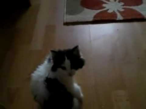 the cat and the carpet